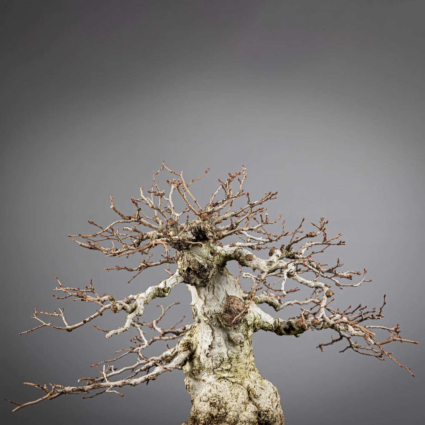 Detalle del apice de bonsai de carpe coreano