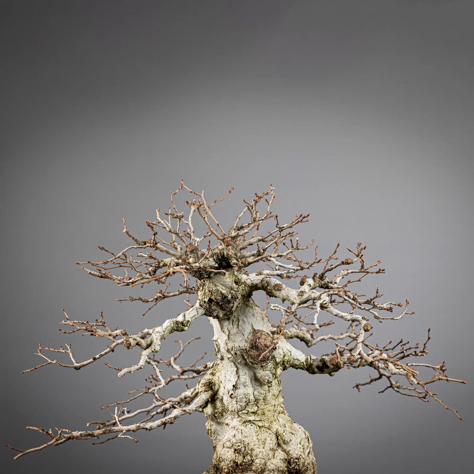 Detalle del apice de bonsai de carpe coreano