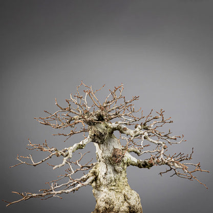 Detalle del apice de bonsai de carpe coreano