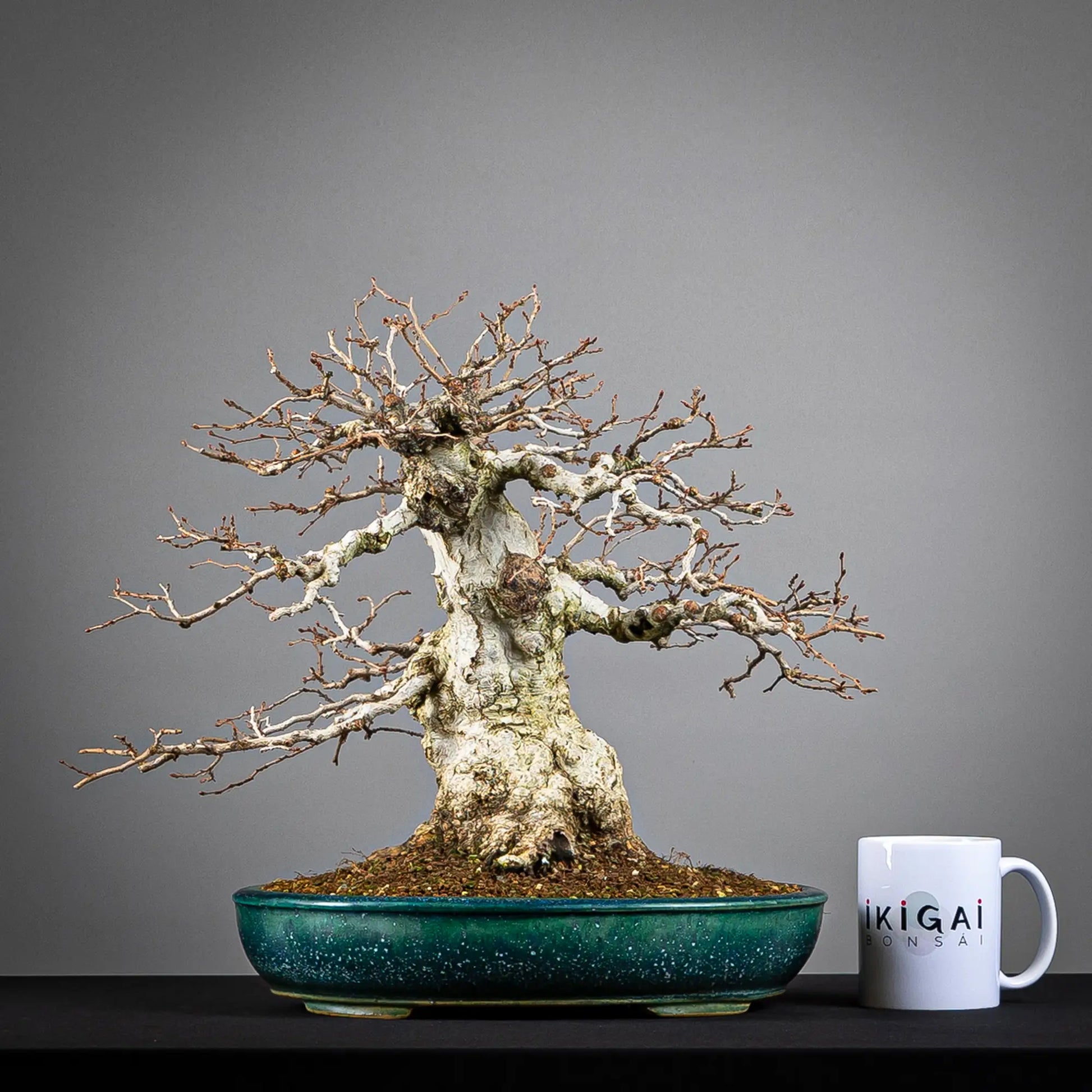 Comparativa de tamaño de bonsai de carpinus turczaninovii con una taza de café de la tienda Ikigai Bonsái.