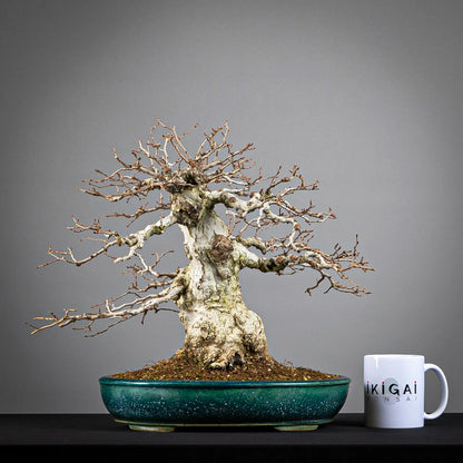 Comparativa de tamaño de bonsai de carpinus turczaninovii con una taza de café de la tienda Ikigai Bonsái.