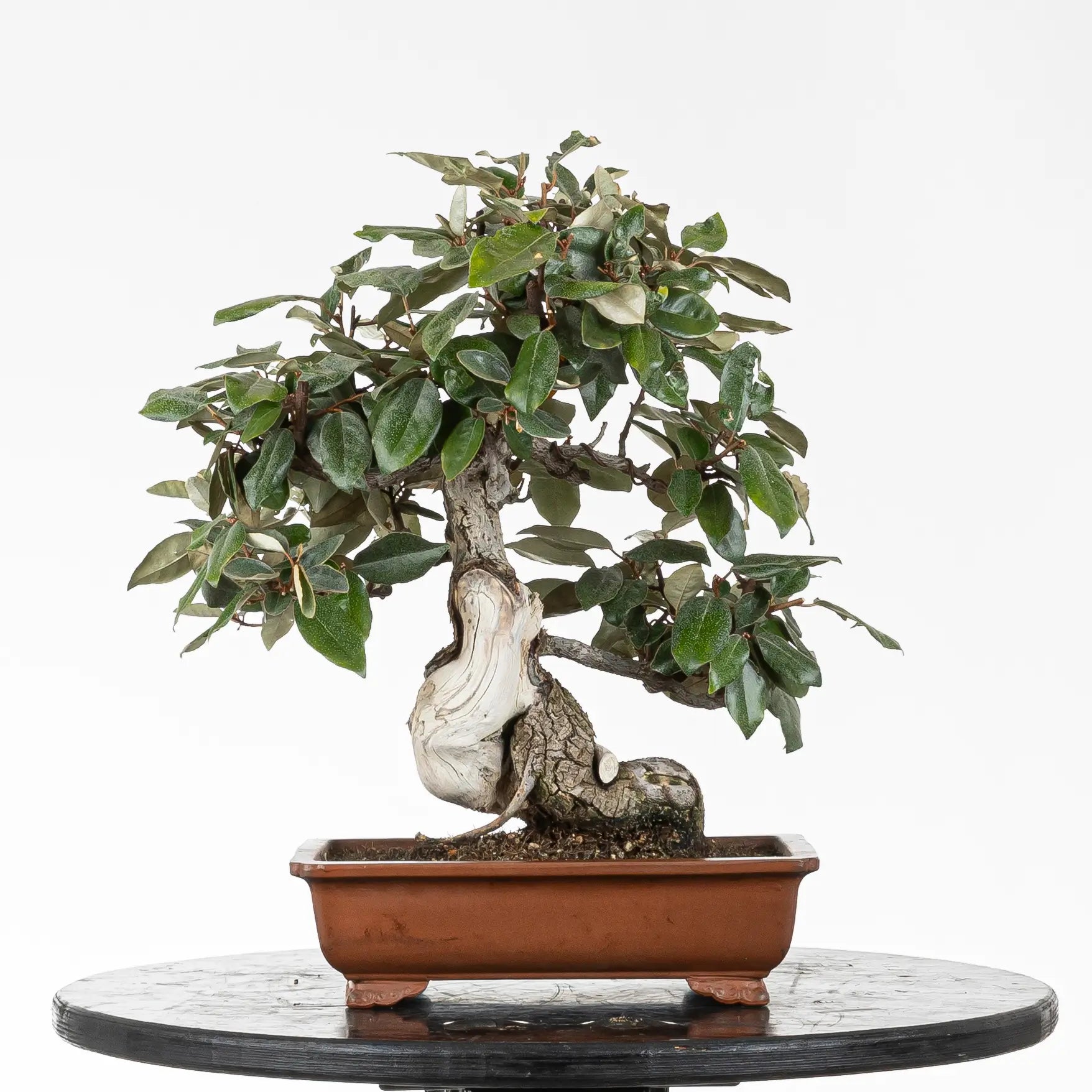Frente de bonsai de Elaeagnus con flores y frutos