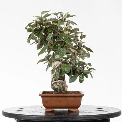 Cara izquierda de bonsai de elaeagnus