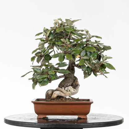 Cara trasera de elaeagnus con detalle de shari