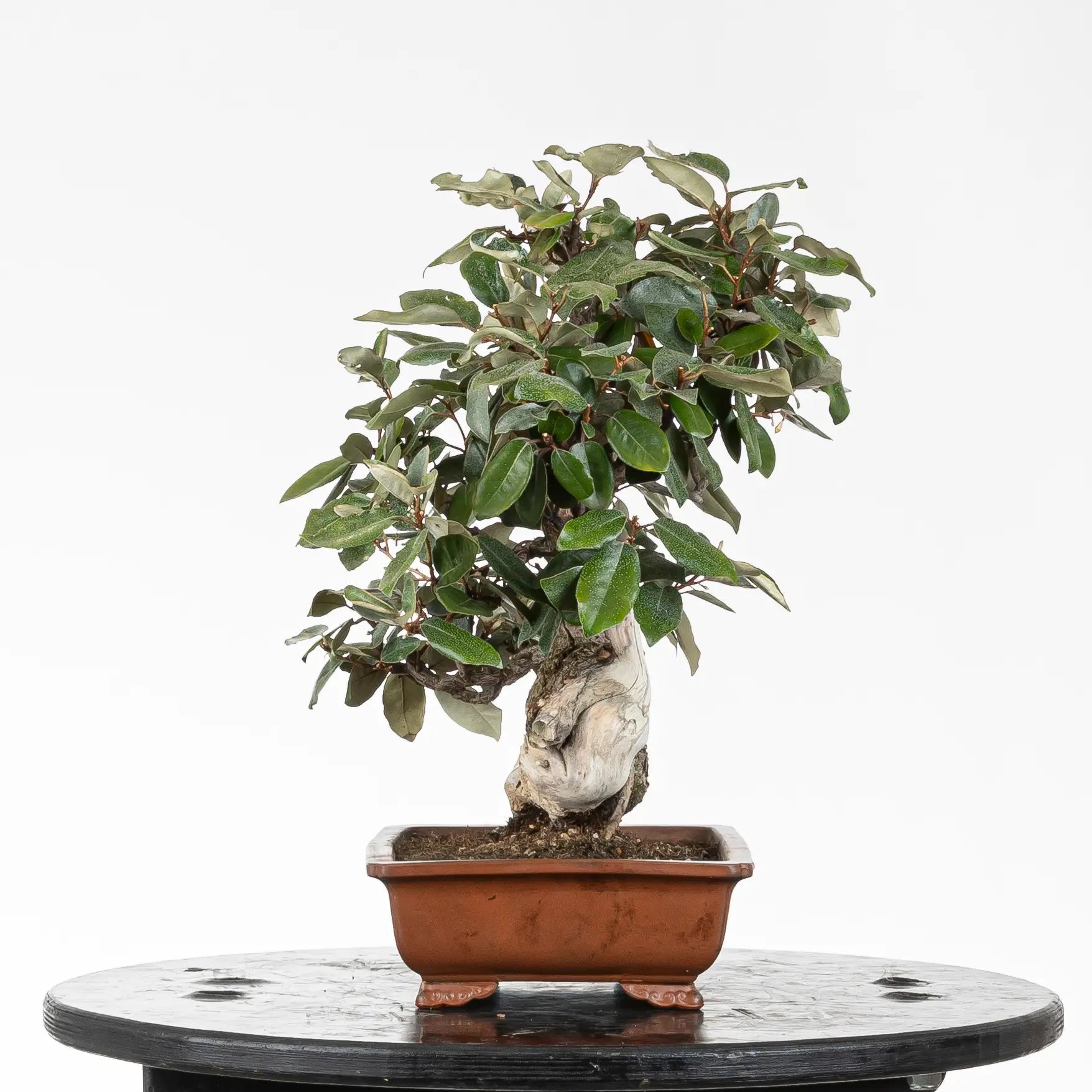 Cara derecha de bonsai de elaeagnus