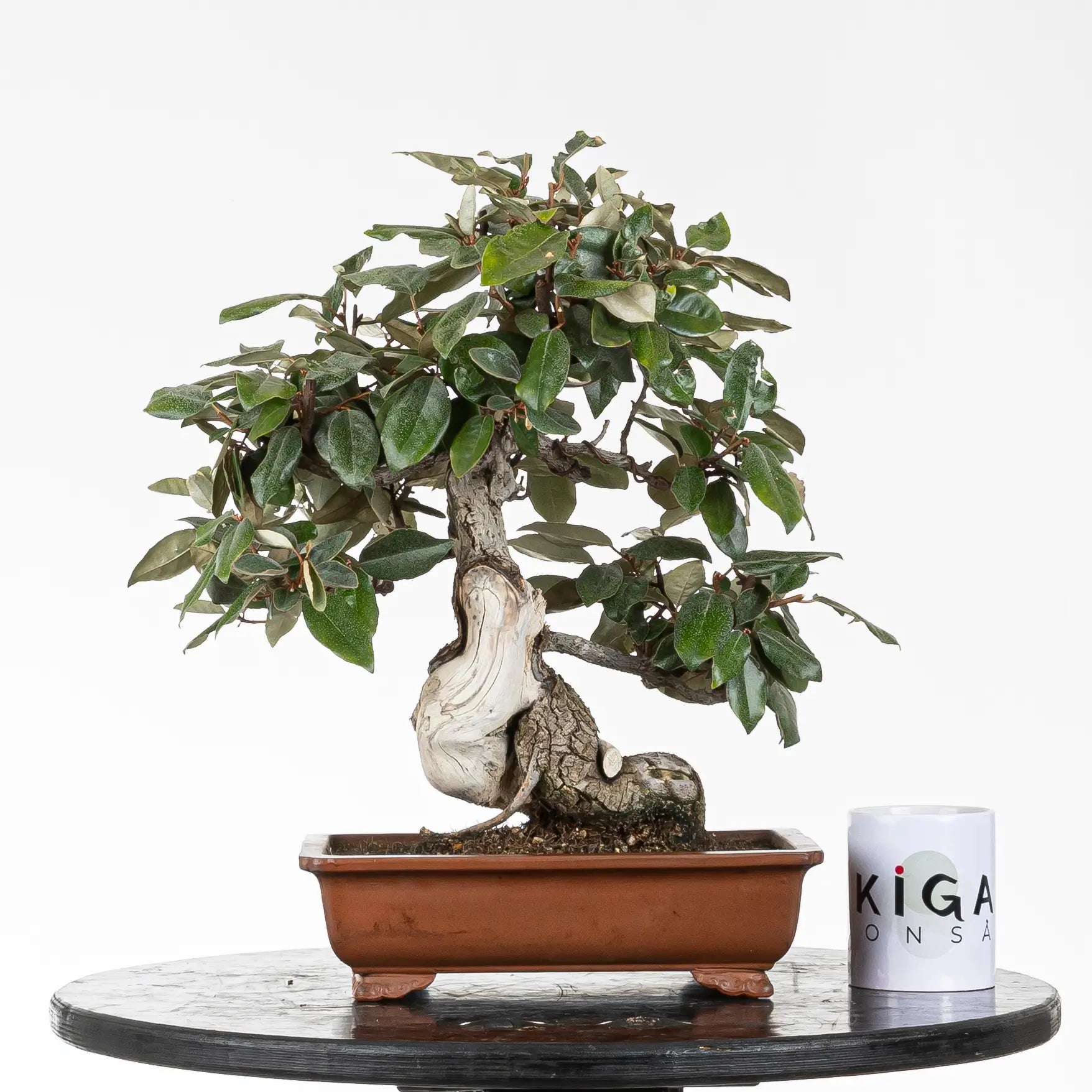 comparativa de tamaño de bonsai de elaeagnus con taza de bonsai de ikigai bonsai y maceta rectangular yixing
