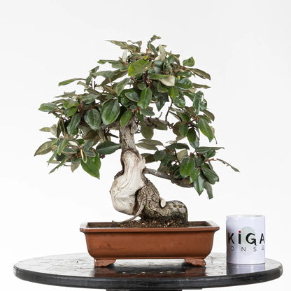 comparativa de tamaño de bonsai de elaeagnus con taza de bonsai de ikigai bonsai y maceta rectangular yixing