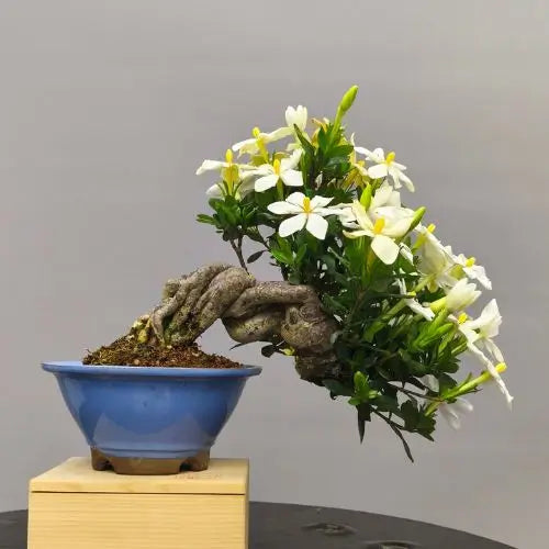 Bonsai gardenia en flor