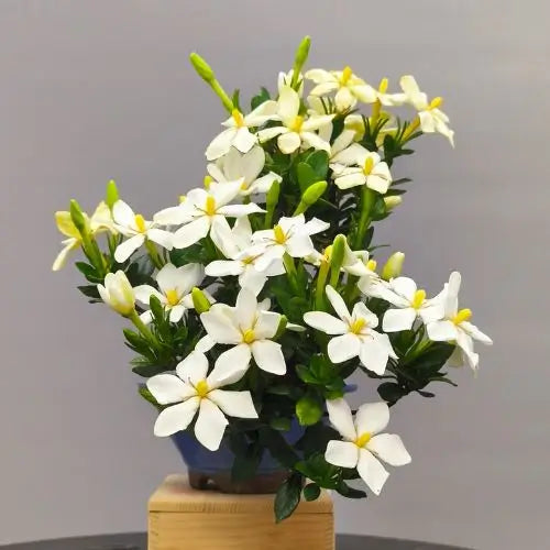 flores de gardenia jasminoides