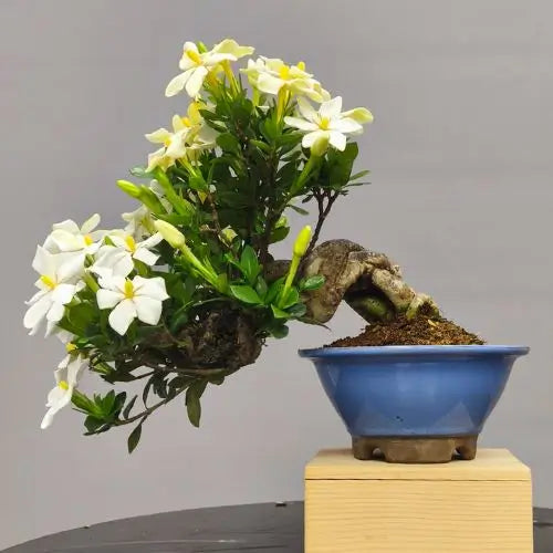 cara trasera de gardenia jasminoides shohin