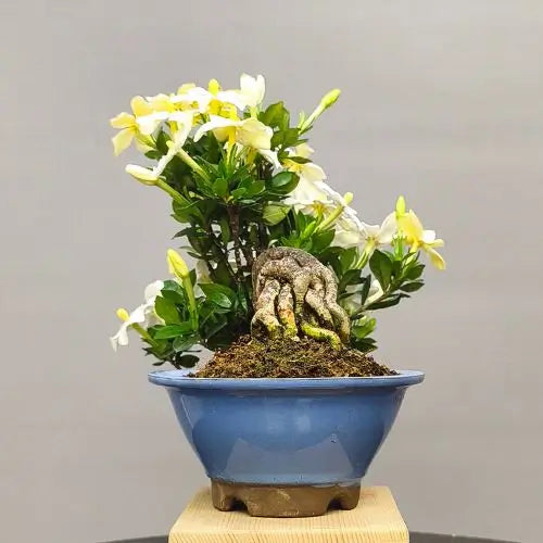 cara trasera de gardenia jasminoides bonsai