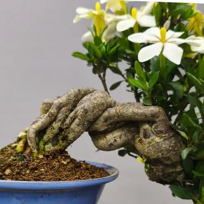 detalle de neagari raices nebari de bonsai shohin de gardenia en flor