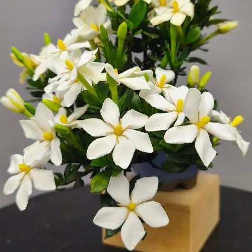 detalle flores de bonsai de gardenia