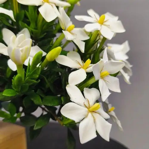 detalle de flores de bonsai de gardenia