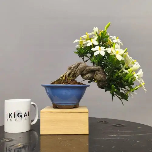Comparativa de tamaño de un bonsai de garnia en floración con una taza de café de la tienda ikigai bonsái.