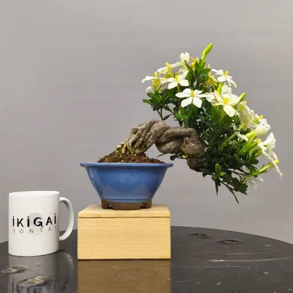 Comparativa de tamaño de un bonsai de garnia en floración con una taza de café de la tienda ikigai bonsái.