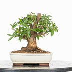Bonsái - Granado (Punica granatum var. nejikan) - PG10002