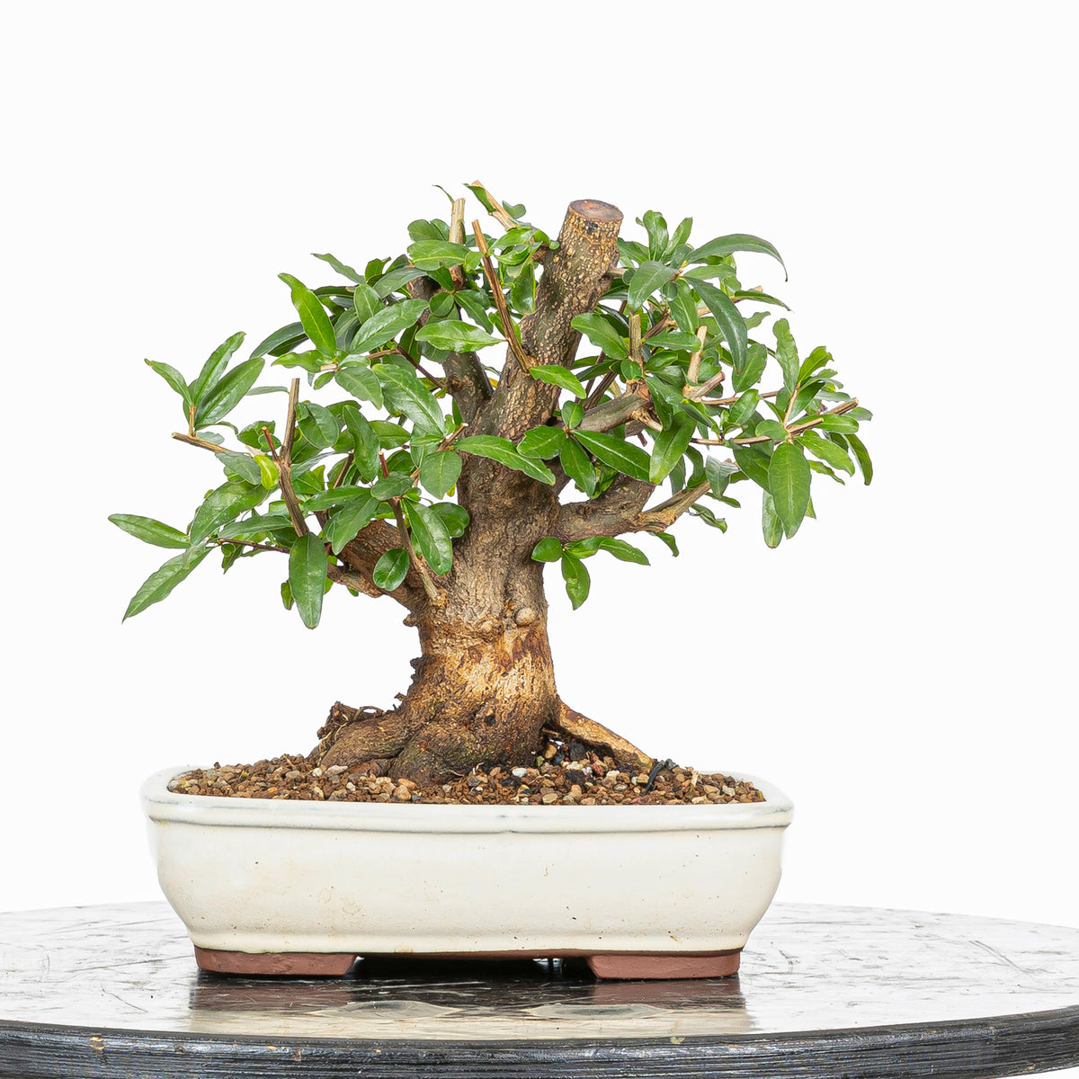Bonsái - Granado (Punica granatum var. nejikan) - PG10002