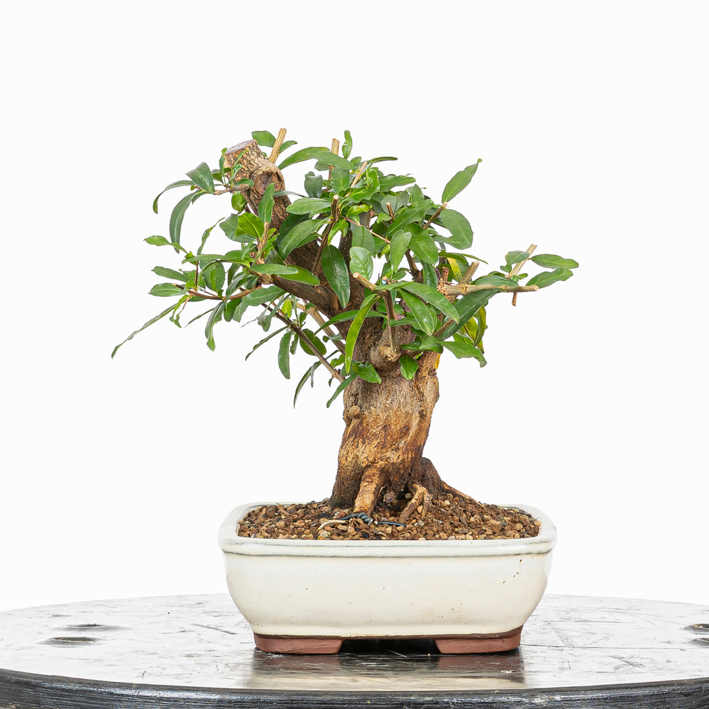 Bonsái - Granado (Punica granatum var. nejikan) - PG10002
