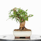Bonsái - Granado (Punica granatum var. nejikan) - PG10002