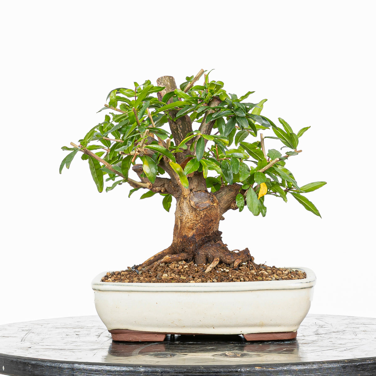 Bonsái - Granado (Punica granatum var. nejikan) - PG10002