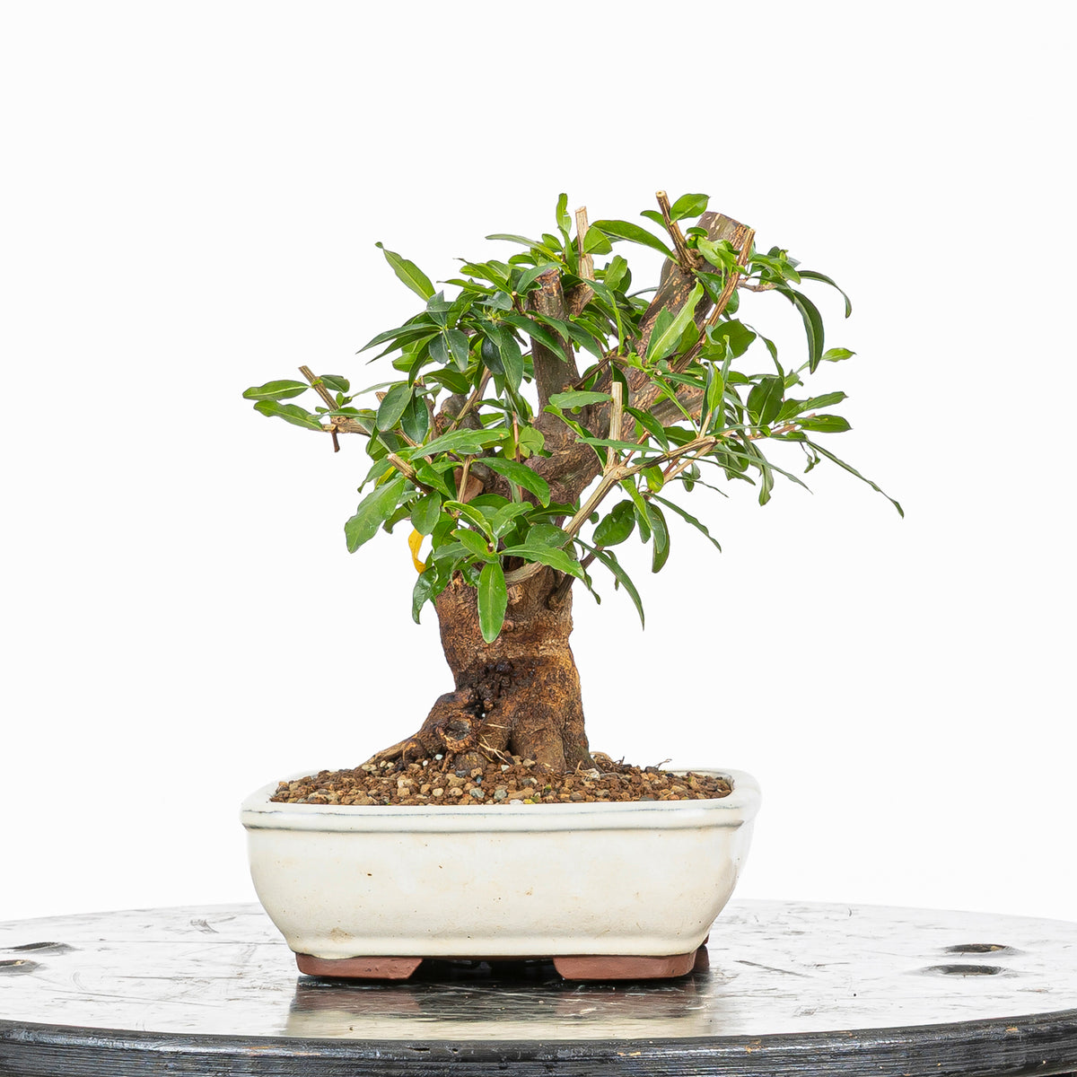 Bonsái - Granado (Punica granatum var. nejikan) - PG10002