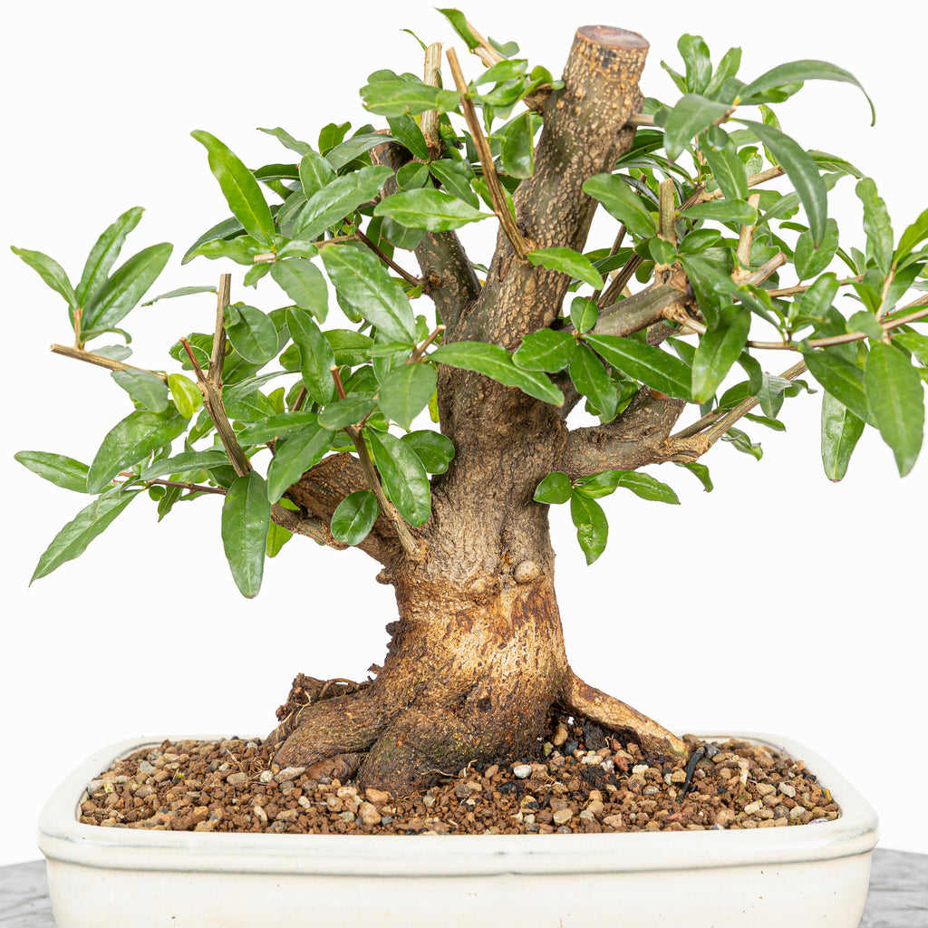 Bonsái - Granado (Punica granatum var. nejikan) - PG10002