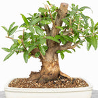 Bonsái - Granado (Punica granatum var. nejikan) - PG10002