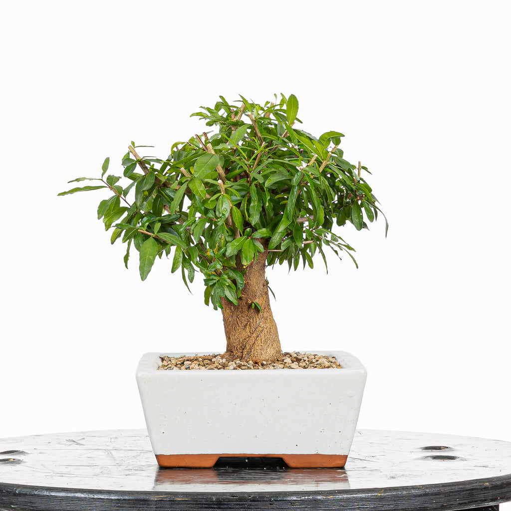 Bonsái - Granado (Punica granatum var. nejikan) - PG10003