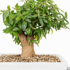 Bonsái - Granado (Punica granatum var. nejikan) - PG10003