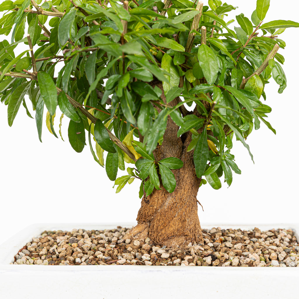 Bonsái - Granado (Punica granatum var. nejikan) - PG10003