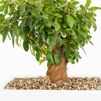 Bonsái - Granado (Punica granatum var. nejikan) - PG10003