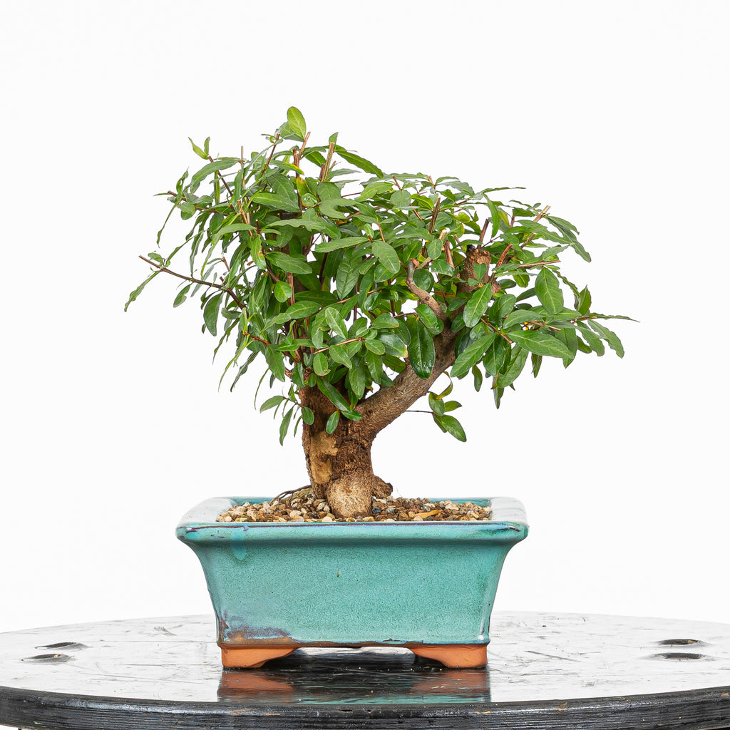 Bonsái - Granado (Punica granatum var. nejikan) - PG10004