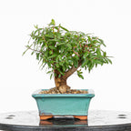 Bonsái - Granado (Punica granatum var. nejikan) - PG10004