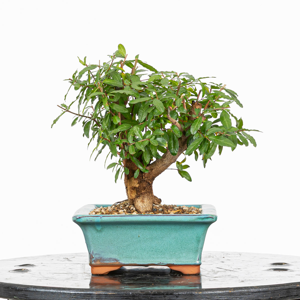 Bonsái - Granado (Punica granatum var. nejikan) - PG10004