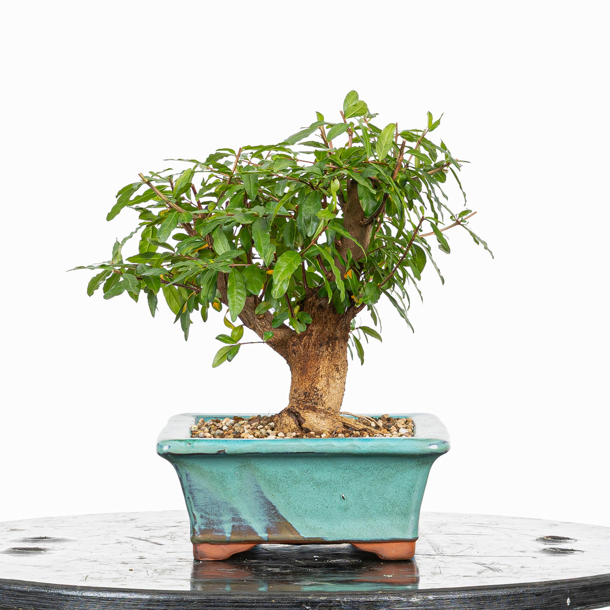 Bonsái - Granado (Punica granatum var. nejikan) - PG10004