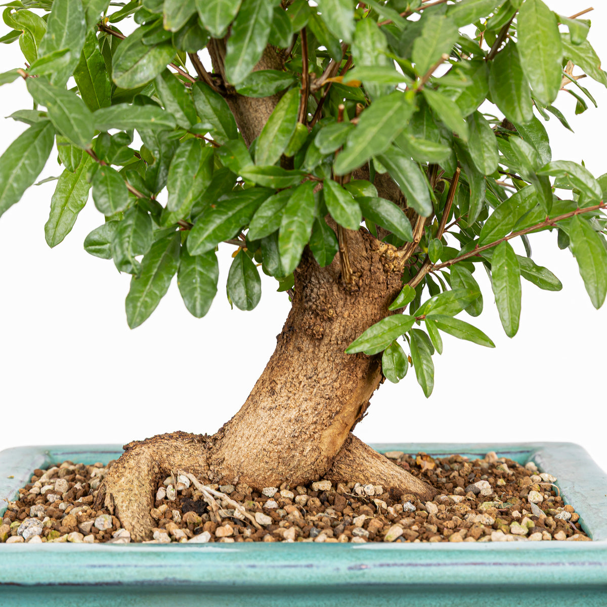 Bonsái - Granado (Punica granatum var. nejikan) - PG10004