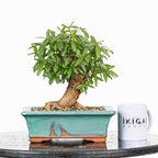 Bonsái - Granado (Punica granatum var. nejikan) - PG10004