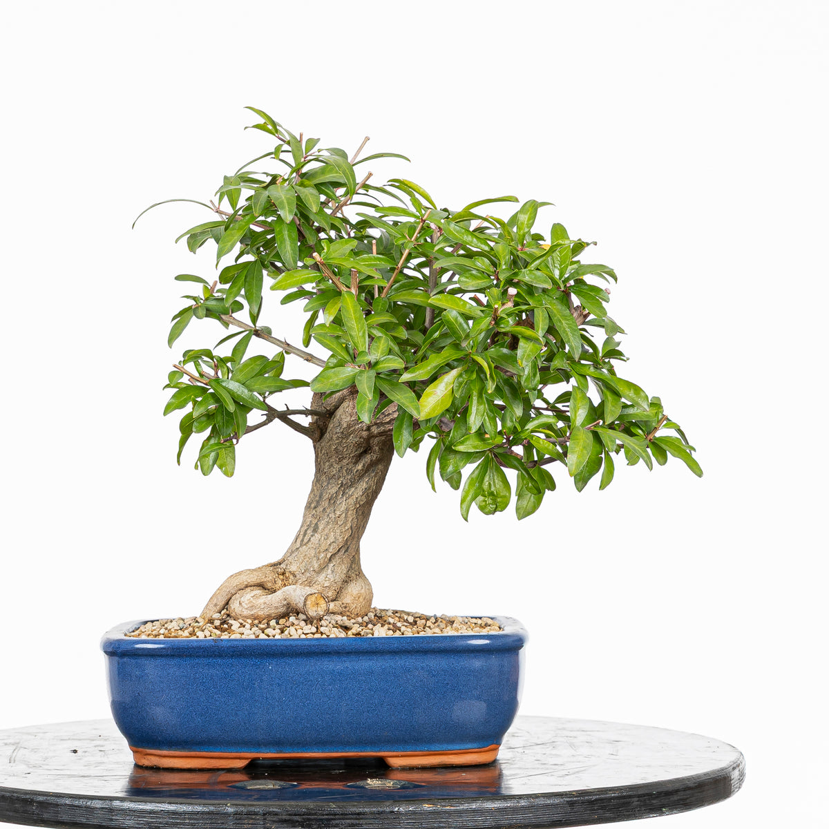 Bonsái - Granado (Punica granatum var. nejikan) - PG10005