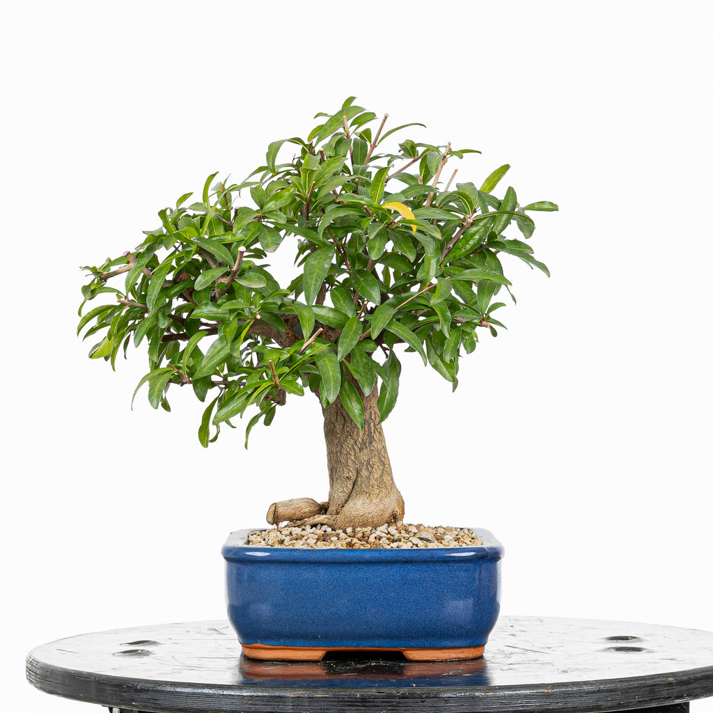 Bonsái - Granado (Punica granatum var. nejikan) - PG10005