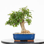 Bonsái - Granado (Punica granatum var. nejikan) - PG10005