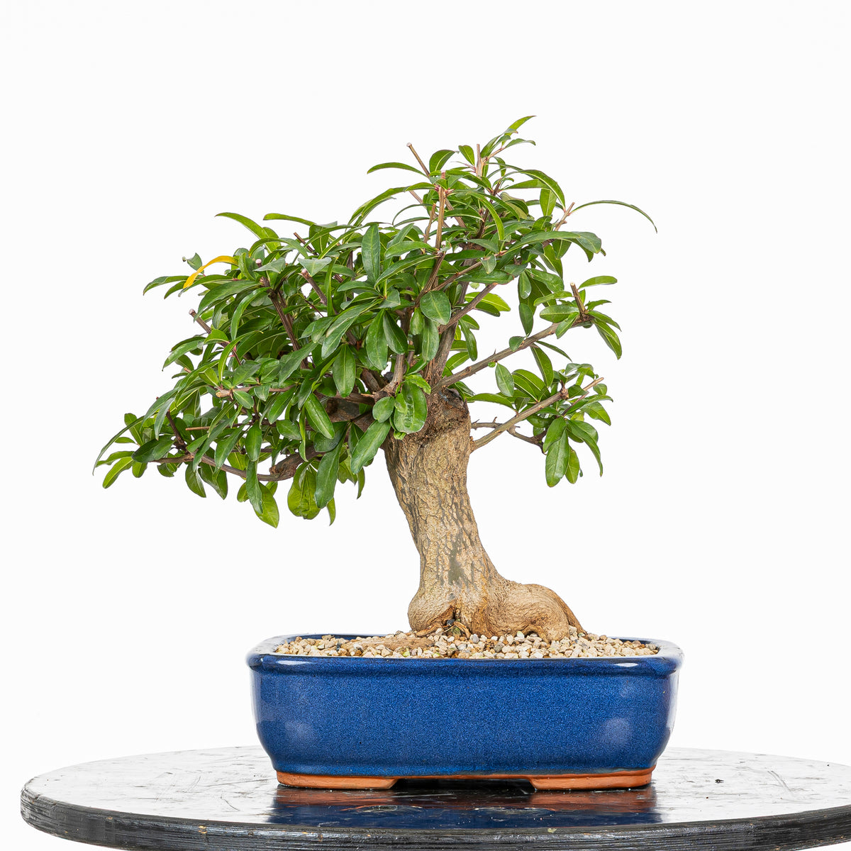 Bonsái - Granado (Punica granatum var. nejikan) - PG10005