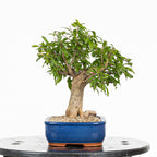 Bonsái - Granado (Punica granatum var. nejikan) - PG10005