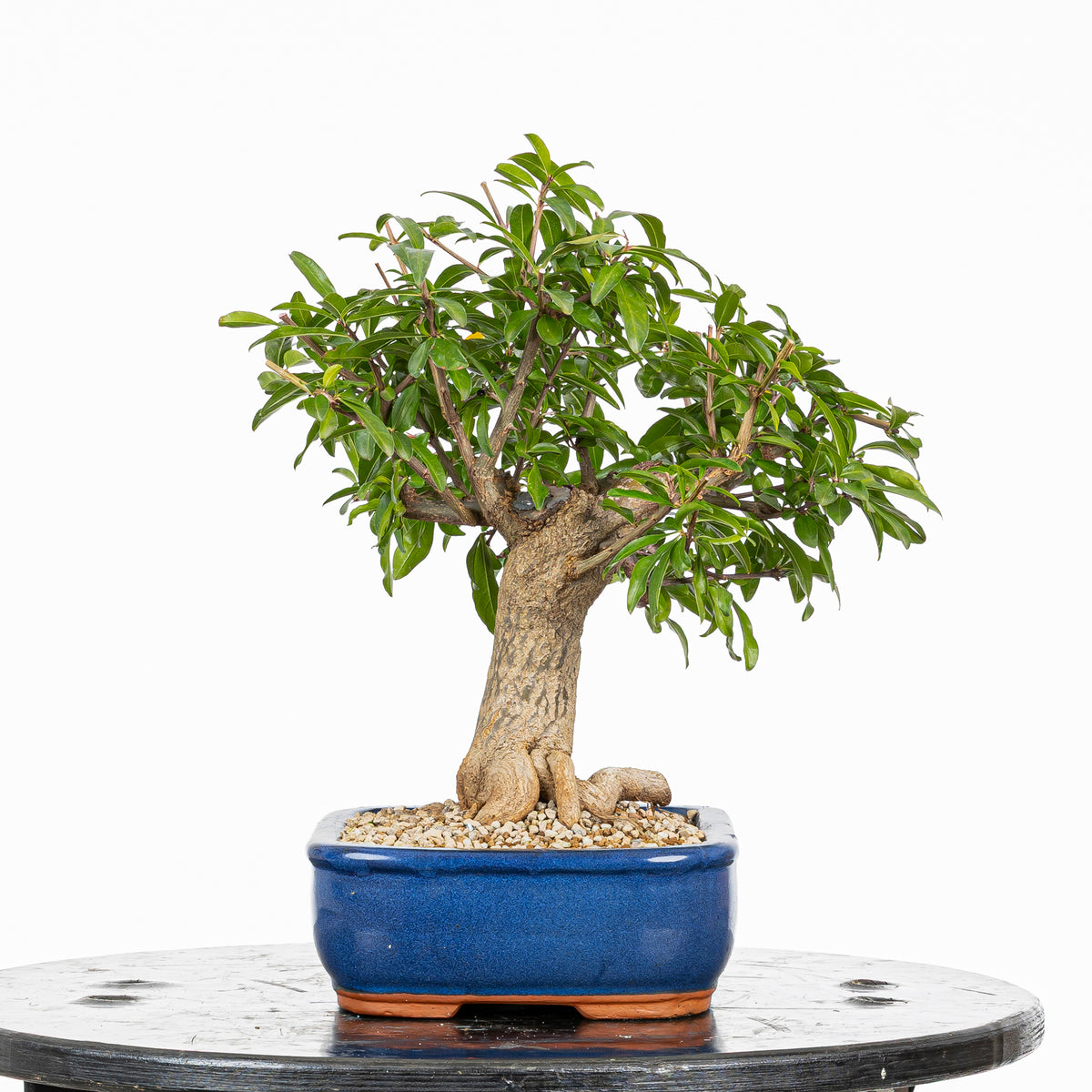 Bonsái - Granado (Punica granatum var. nejikan) - PG10005