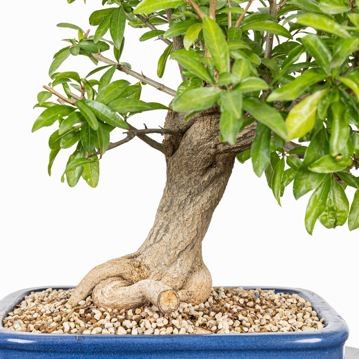 Bonsái - Granado (Punica granatum var. nejikan) - PG10005