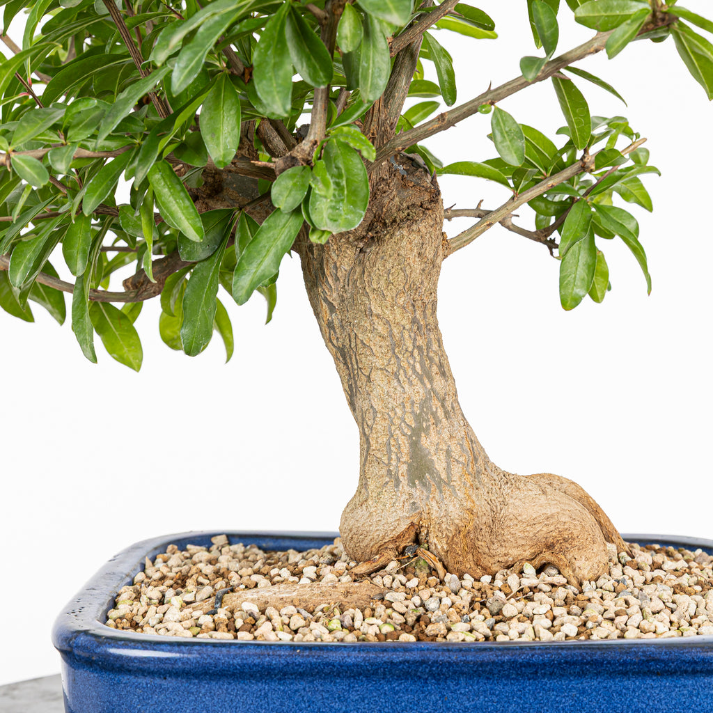 Bonsái - Granado (Punica granatum var. nejikan) - PG10005