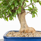 Bonsái - Granado (Punica granatum var. nejikan) - PG10005