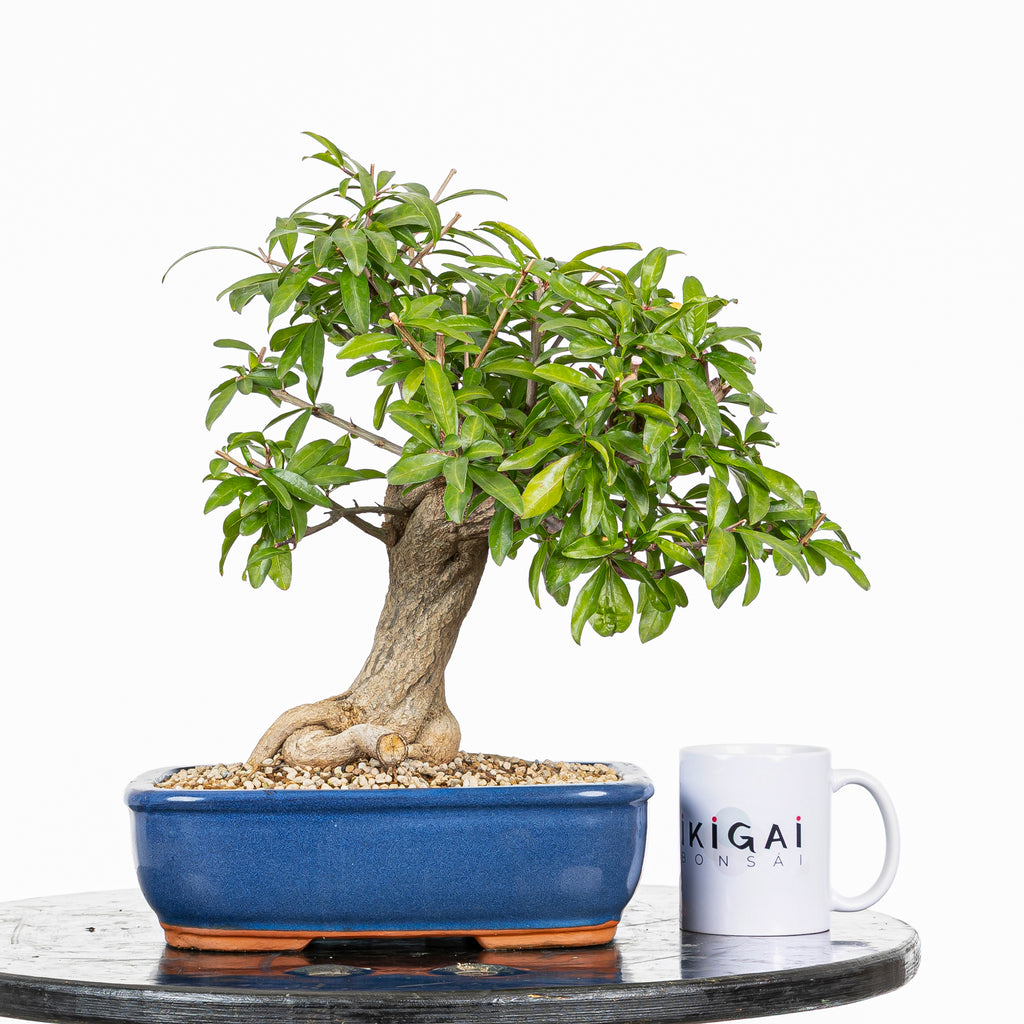 Bonsái - Granado (Punica granatum var. nejikan) - PG10005