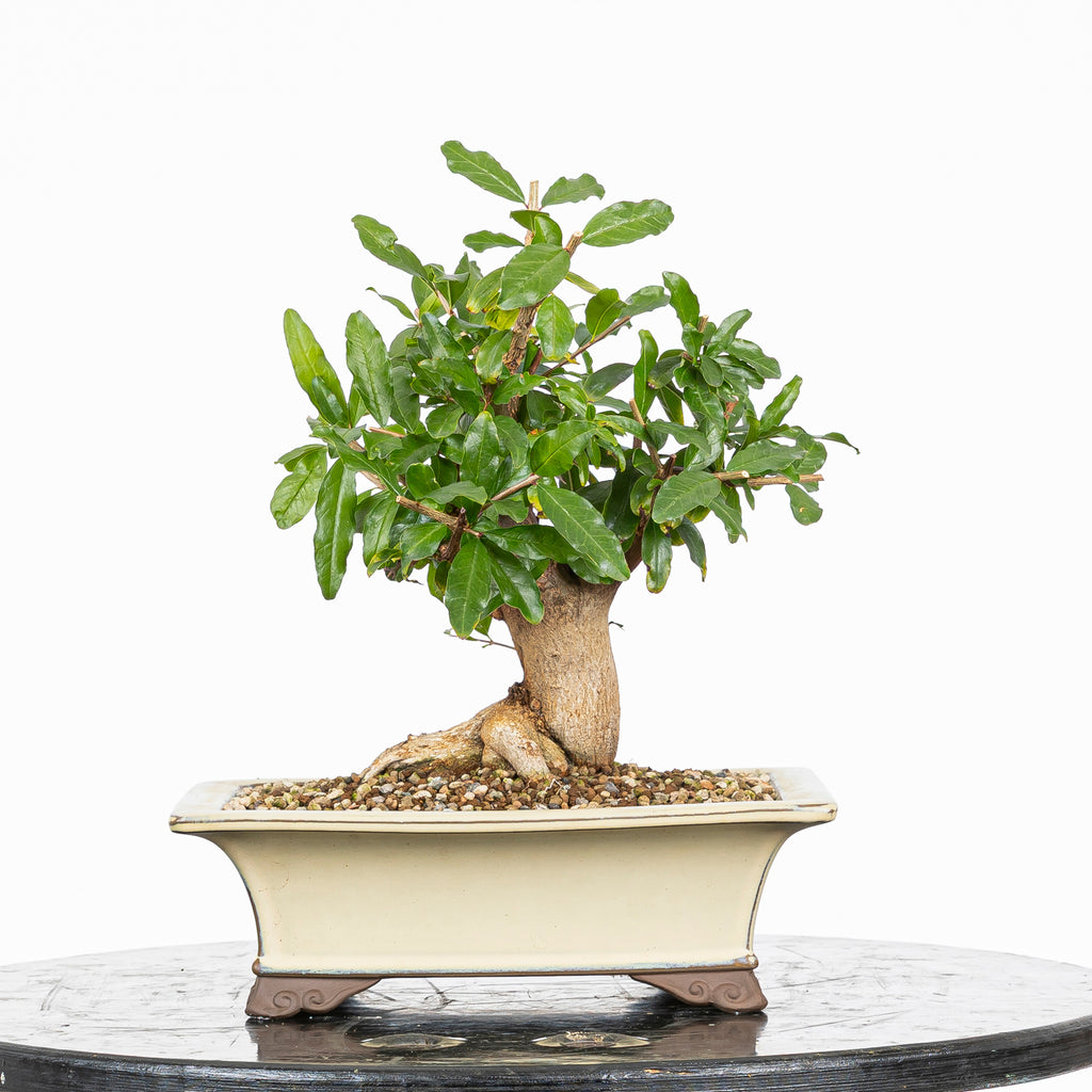 Bonsái - Granado (Punica granatum var. nejikan) - PG10006