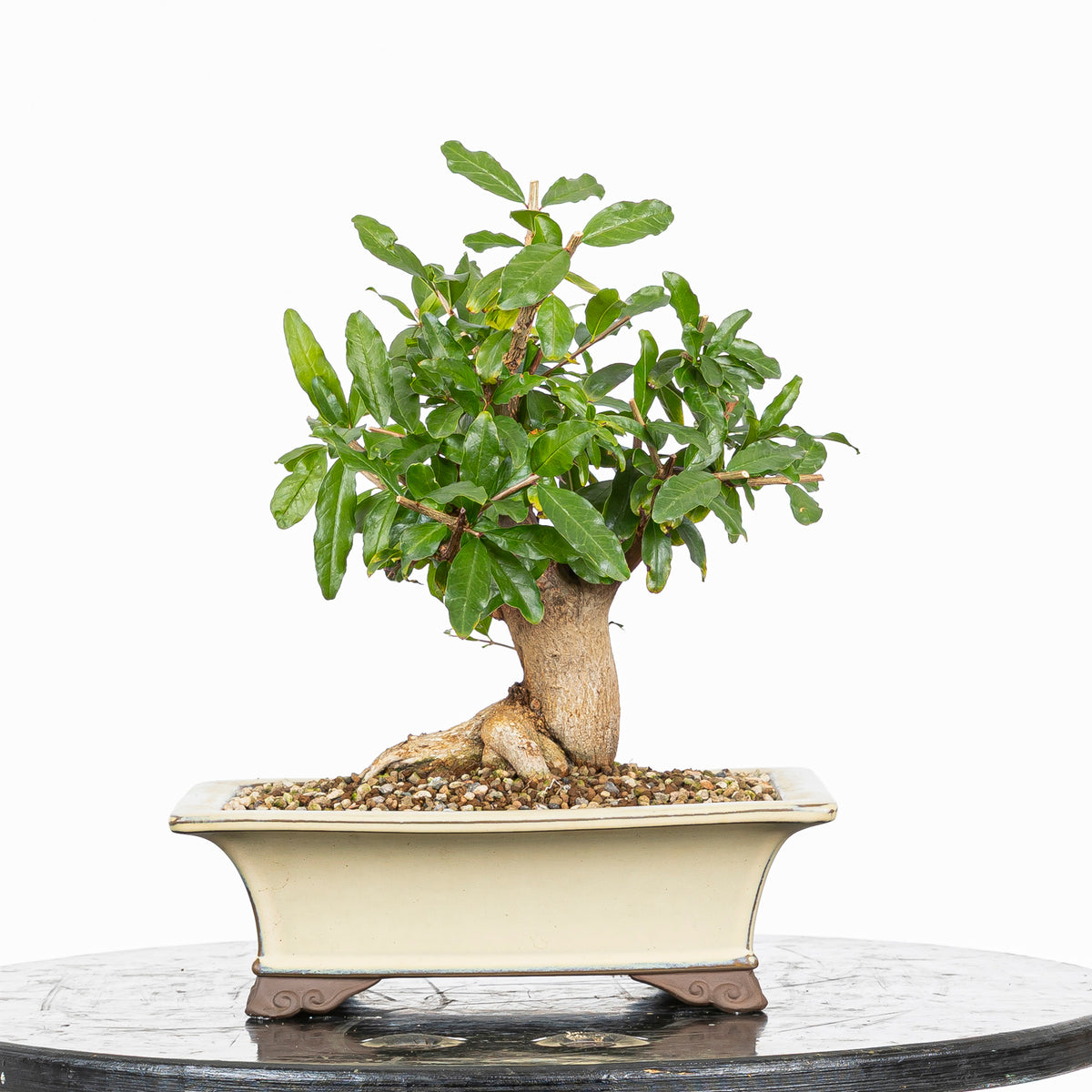 Bonsái - Granado (Punica granatum var. nejikan) - PG10006